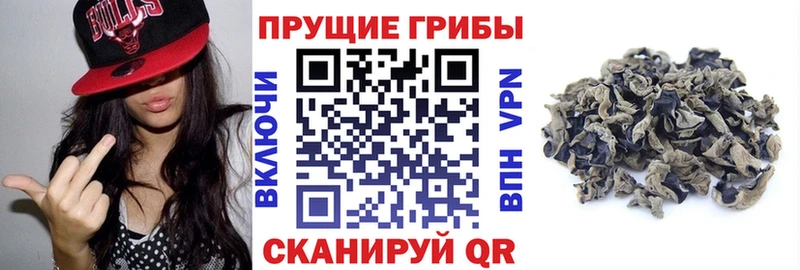 Псилоцибиновые грибы мицелий Кинель